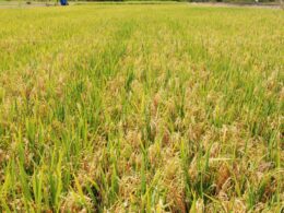 97ad882a 70d7 4d4d 81a8 45c2e0390b54