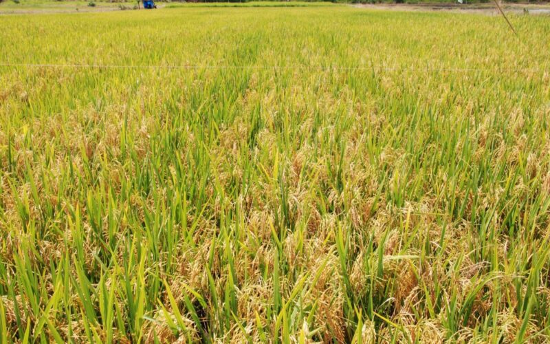 97ad882a 70d7 4d4d 81a8 45c2e0390b54