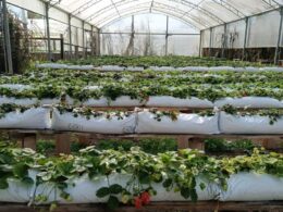 c21aecb1 ddf1 440e b175 f0188f9ca5f4